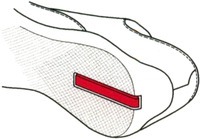 Mẫu nhãn hiệu Nhãn hiệu 809772