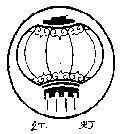Mẫu nhãn hiệu Nhãn hiệu VN-4-1995-21915