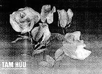 Mẫu nhãn hiệu Tam Hữu