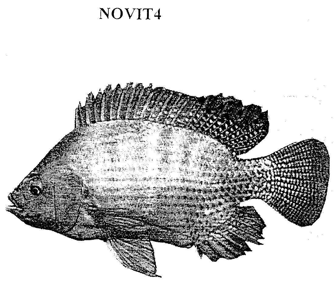 Mẫu nhãn hiệu NOVIT4