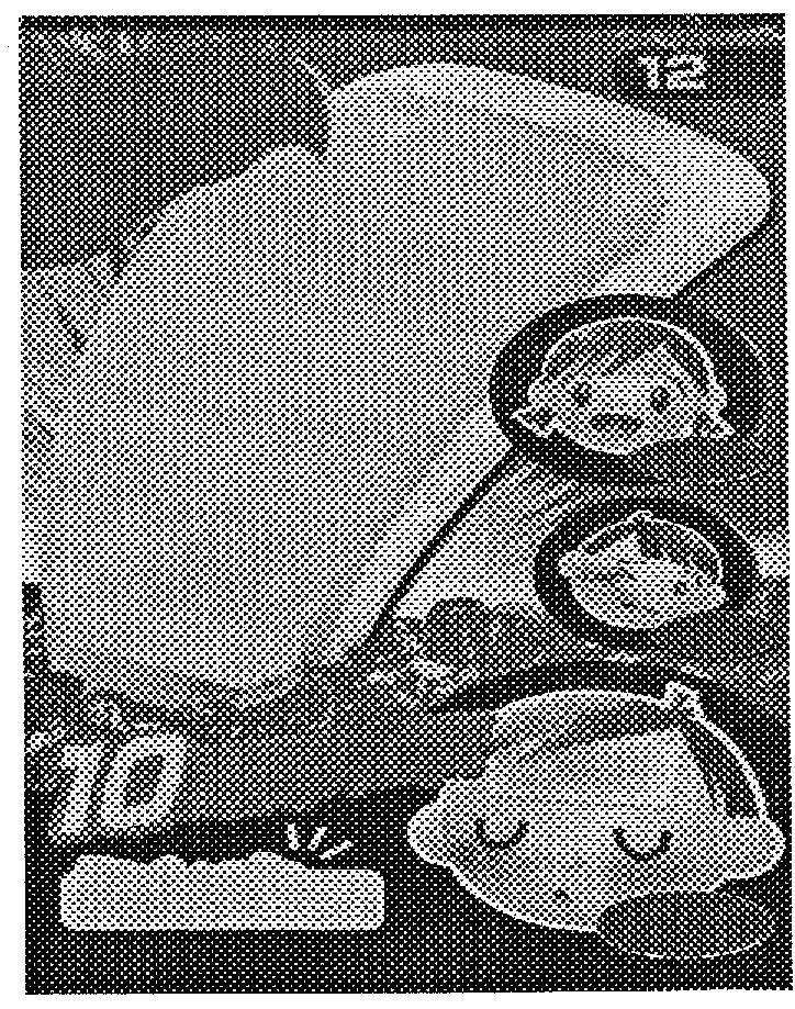 Mẫu nhãn hiệu 12 10