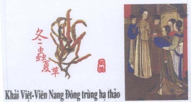 Mẫu nhãn hiệu KHảI VIệT VIÊN NANG ĐÔNG TRùNG Hạ THảO KAI YUE CHONG CAO