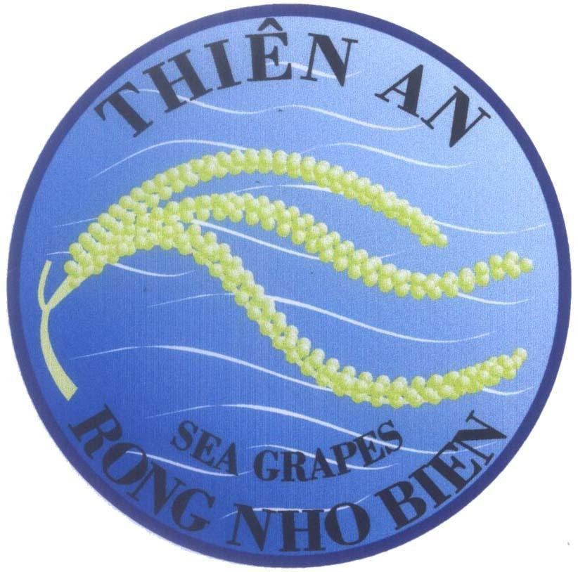 Mẫu nhãn hiệu Thiên An RONG NHO BIEN SEA GRAPES