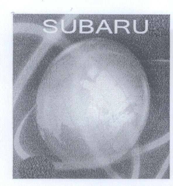 Mẫu nhãn hiệu SUBARU