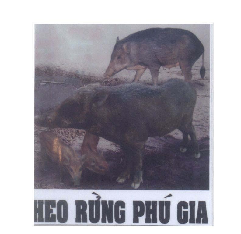 Mẫu nhãn hiệu Heo Rừng Phú Gia