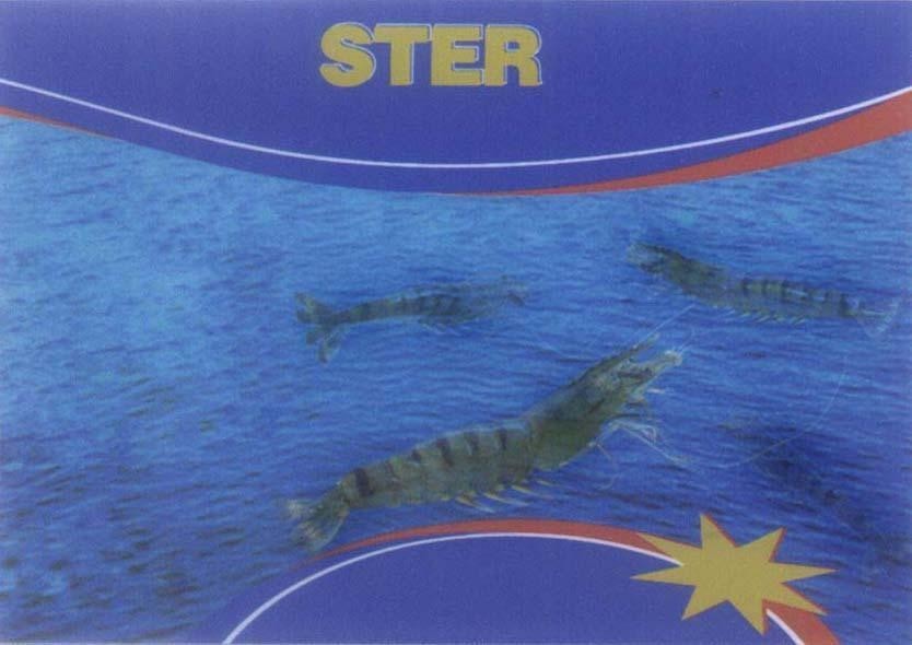 Mẫu nhãn hiệu STER
