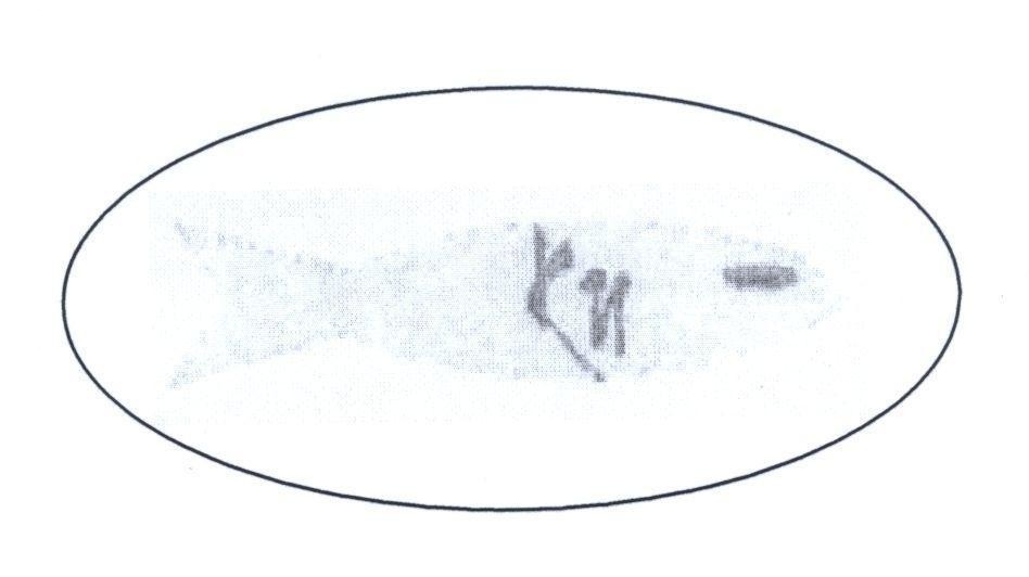 Mẫu nhãn hiệu KN