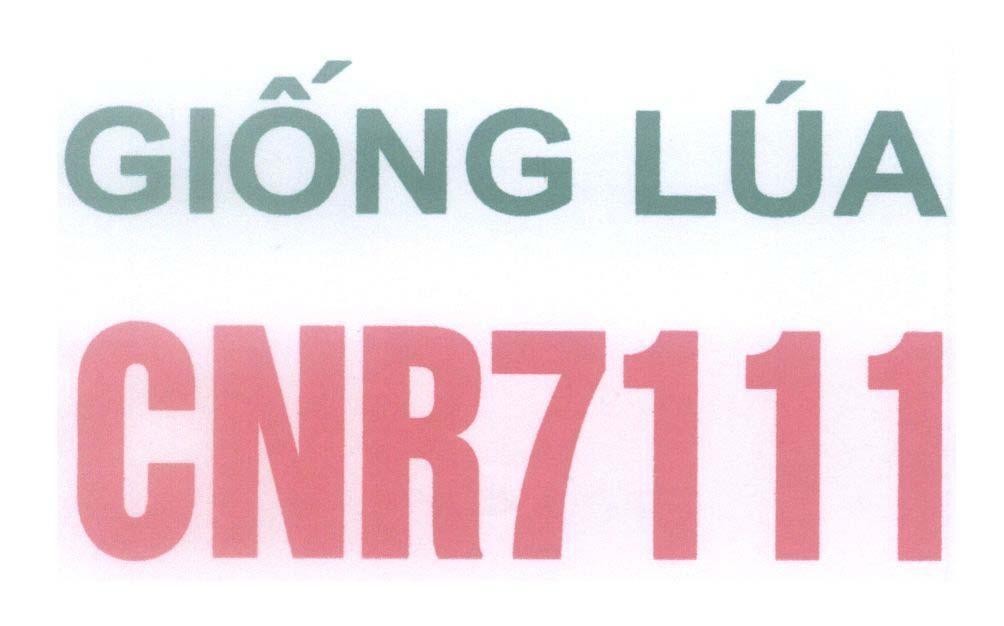 Mẫu nhãn hiệu Giống Lúa CNR7111