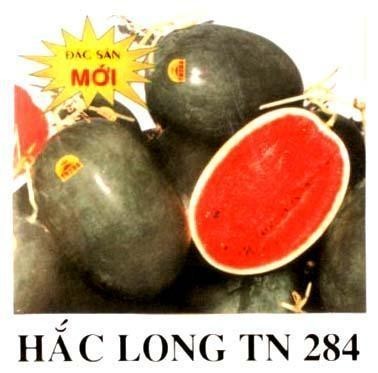 Mẫu nhãn hiệu HắC LONG TN 284 Đặc sản Mới