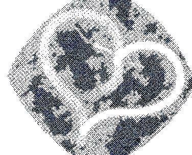 Mẫu nhãn hiệu BUDDY