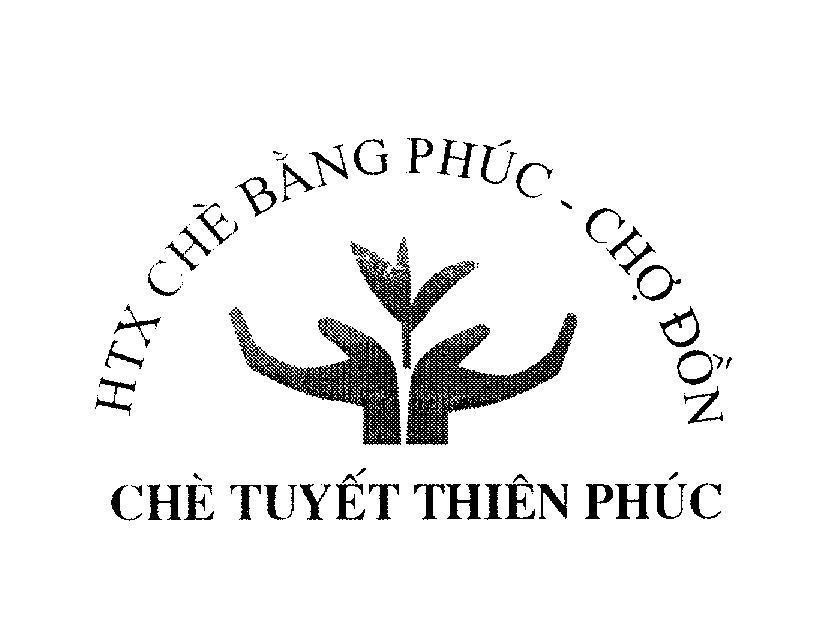 Mẫu nhãn hiệu HTX Chè Bằng Phúc - Chợ Đồn Chè Tuyết Thiên Phúc