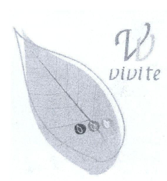 Mẫu nhãn hiệu VV vivite