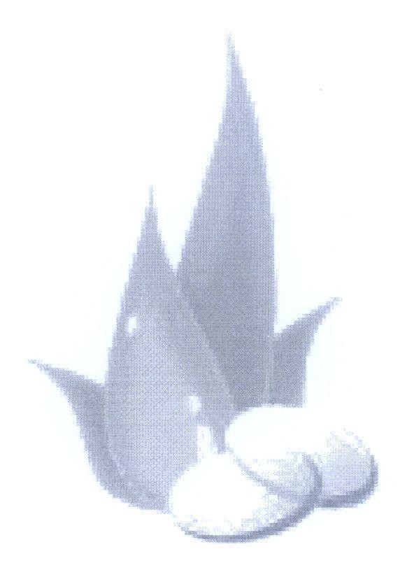 Mẫu nhãn hiệu Nhãn hiệu VN-4-2008-13233