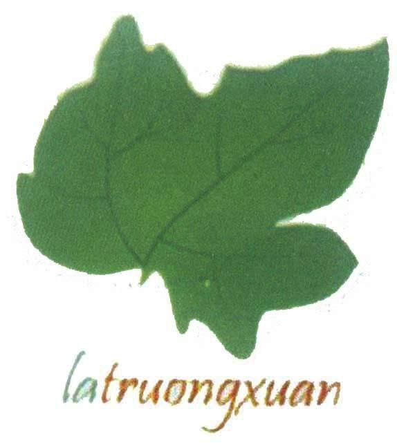 Mẫu nhãn hiệu latruongxuan la truongxuan